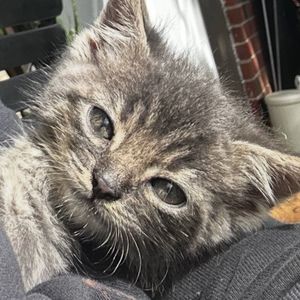 Meet your Posher, Maira